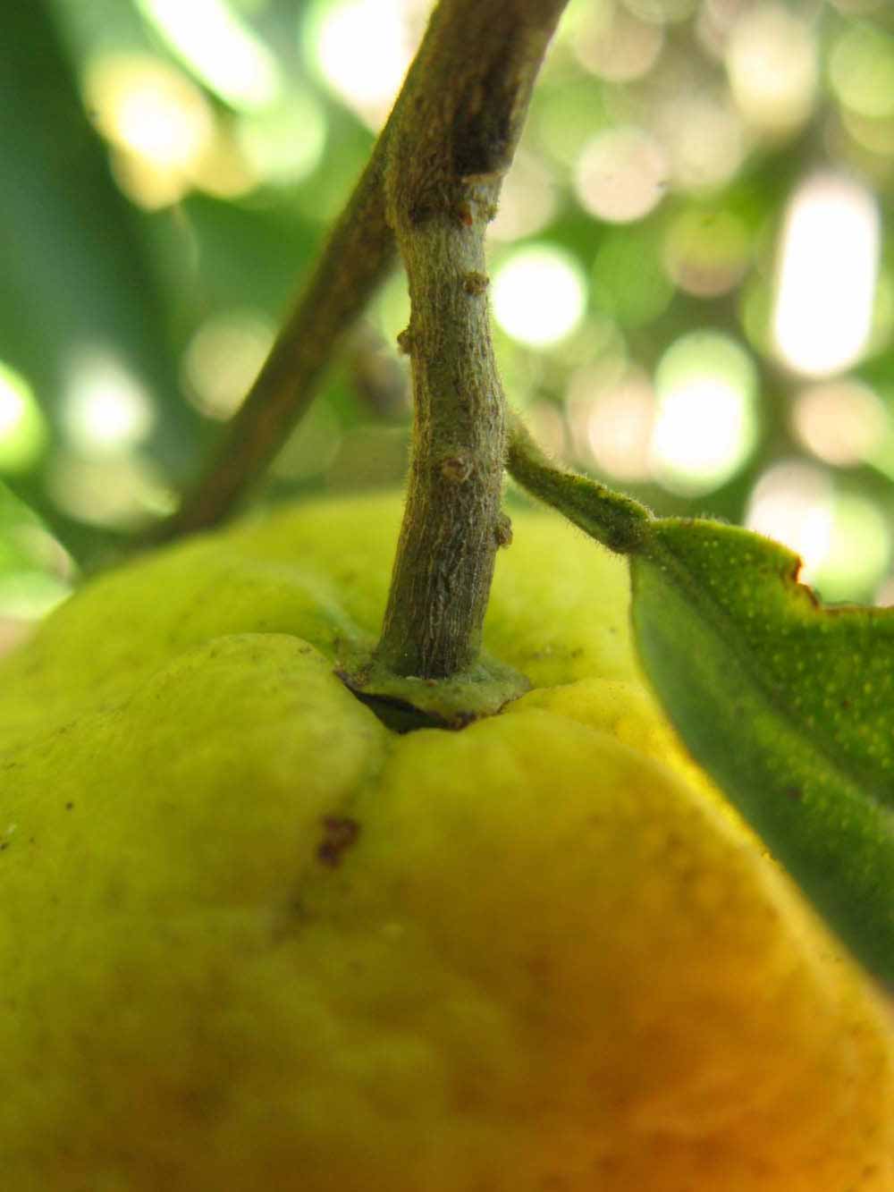              Fruit (Winter Haven, FL)       